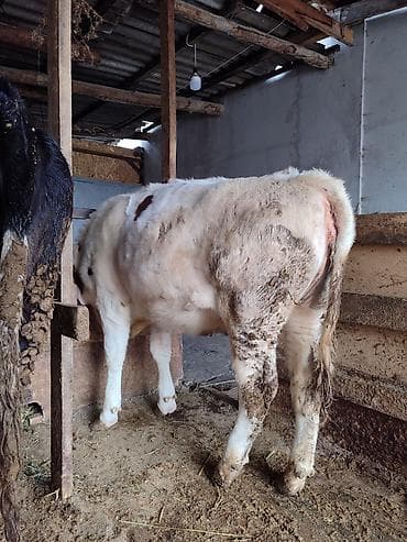 обрезки мясо: Продаю | Тёлка | Полукровка, Голштин | На откорм | Привязанные — 9