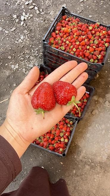 мойка с тумбой для кухни бишкек: Клубника — 1