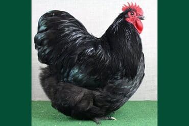 корм для коров: Продаю | Петух | Для разведения — 1