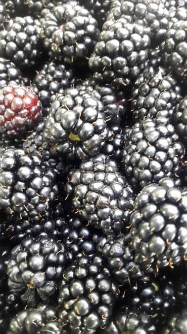 Саженцы ежевики !! Крупная вкусная урожайная ежевика. Отличный сорт