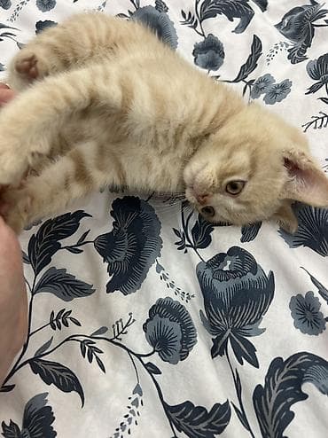 котята вислоухие купить: Британская короткошёрстная, 2 месяца, Мальчик, Рыжий, Приучена к лотку — 1