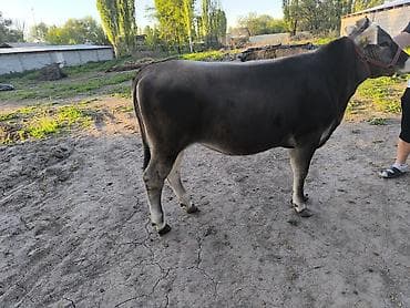 американская короткошерстная кошка купить: Продаю | Тёлка | Для разведения | Племенные — 4