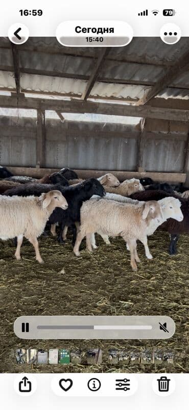 купить собаку хмонг: Продаю | Овца (самка) | Полукровка — 4