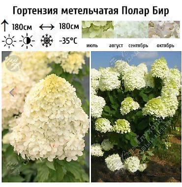 азотная: Саженцы — 7