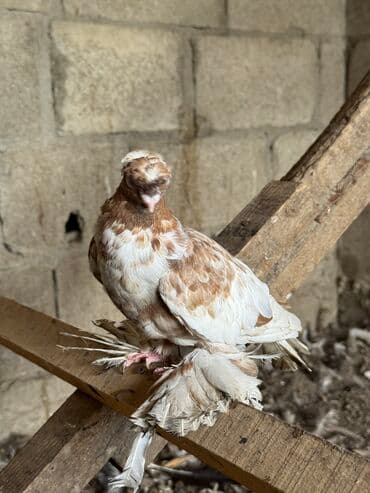 куры доминанты: Продаю | Петух — 1