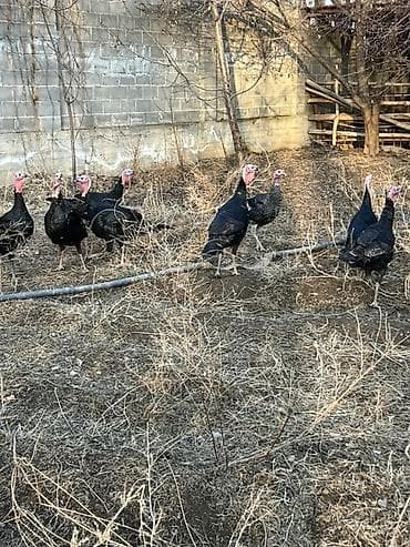 Собаки: Продаю | Индюк (самец) | Для разведения — 7