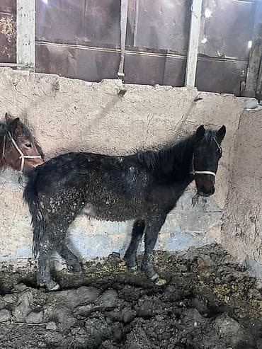 черная британская кошка: Продаю | Жеребенок | На забой — 5