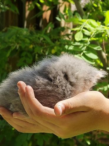 кошка сибирская: Два мальчика, отец привозной, породистые сибирские котята😍Пушистые — 4