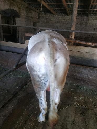 Продаю | Бык (самец) | На забой, Для разведения, На откорм