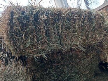 Чөп пресс сатылат — кара чөп 
Таза, көк, чоң 
📍 Өзгондо 

📞 
📞