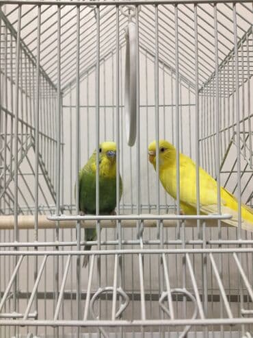 сухое молоко для животных: Продаются пара попугаев. С клеткой — 3