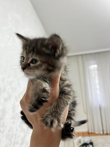 сиамская кошка сколько стоит: Сиамская, 1 месяц, Мальчик, Приучена к лотку — 3
