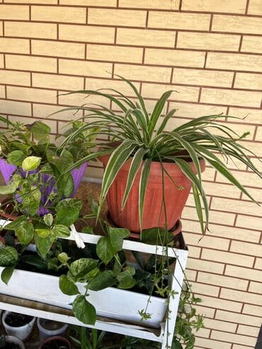 лимон цветы: Распродаю комнатные цветы срочно переезжаем — 7