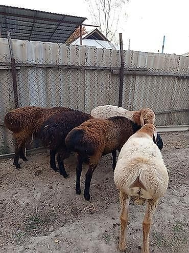 Животные: Продаю | Овца (самка), Ягненок, Баран (самец) | На забой, Для разведения | Матка — 2