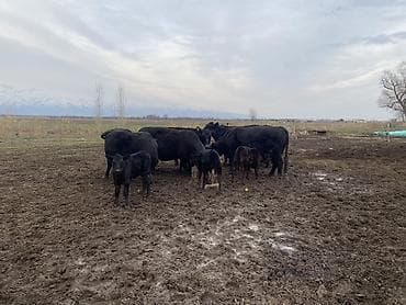 А/ч жаныбарларын сатам: Сатам | Уй (ургаачы) | Ангус | Көбөйтүү үчүн | Асыл тукумдуу — 2