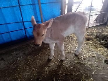 Собаки: Продаю | Музоо, торпок | На откорм | Искусственник — 8