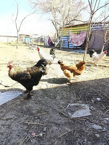 курен: Продаю | Петух | Домашняя — 2