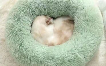 все породы собак с фотографиями: Состояние; новое доставка платная. Зоотовары Переноска для животных — 20