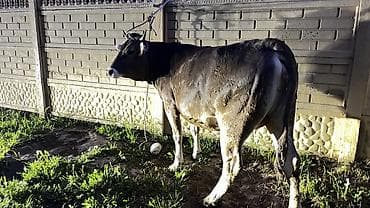 Үй жаныбарлары: Сатам | Уй (ургаачы) — 3
