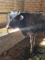 Продаю | Бык (самец) | Привязанные