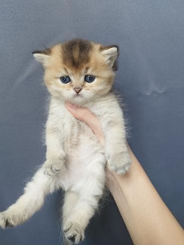 кошка скотиш: Открыли бронь на наших шотландских котят 🐾 Малышам уже 1 месяц, растут — 7