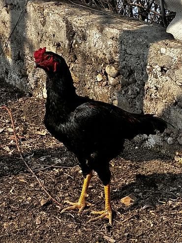 черный петух: Продаю | Петух | Для разведения — 1
