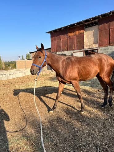 кой кыркыч: Продаю | Жеребец | Английская | Для разведения, Конный спорт | Осеменитель, Племенные — 7