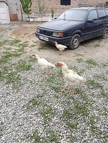 домашние птицы: Продаю | Куры, Петух | Дакан | Для боев — 6