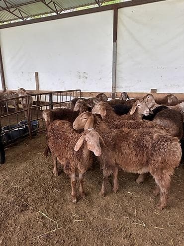 птицы бишкек: Продаю | Ягненок | Полукровка | На забой | Ярка — 3