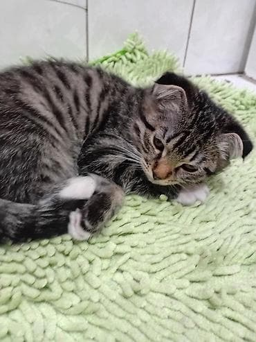 Кемирүүчүлөр: Срочно продаются котята от мама- британки,домашние, пушистые и — 7