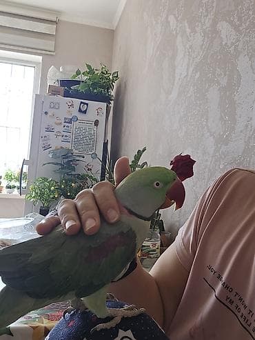попугай крупный: Александрийский ожереловый попугай (Psittacula eupatria). - — 7