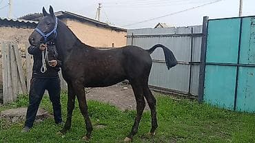 пони конь: Продаю | Жеребец | Конный спорт | Племенные — 1