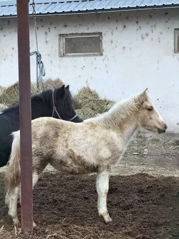 кобыла: Продаю | Кобыла (самка) | Для разведения, Рабочий, Конный спорт — 4