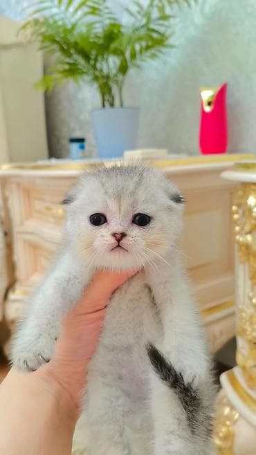 купить сиамскую кошку: Выставляется на продажу чистокровная шотландская девочка фолд в — 1