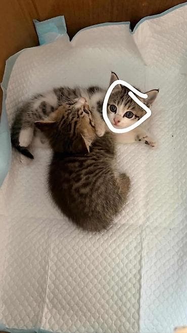 кошка каракол: Отдам в добрые руки! Котята, окрас табби с белым. На фото — два — 1