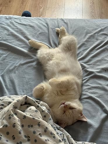 Кошки: Кошка даром: Британская короткошёрстная, 2 года, Мальчик — 3