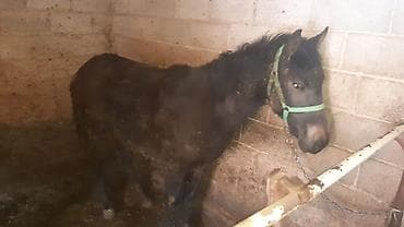 пони жылкы: Сатам | Тай | Жумушка — 1