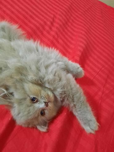 котята шотландские вислоухие купить: Скотиш Страйт (Шотландская прямоухая), 2 месяца, Девочка, Лиловый, Приучена к лотку — 3