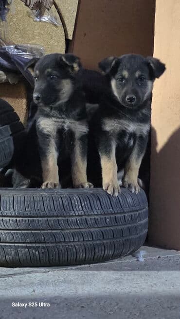 японская порода собак акита ину: Щенки от овчарки - Порода: помёт от собаки овчарочного типа с — 2