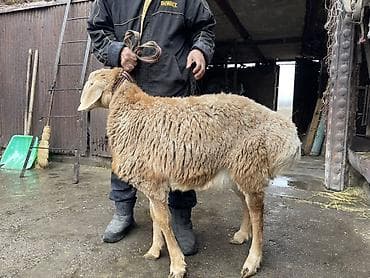 полша ат: Продаю | Баран (самец) | Арашан | На забой, Для разведения — 1