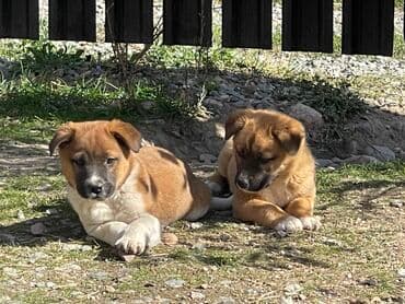 кыргызский добот: Щенки метисы среднего размера - мальчик и девочка - Возраст 2 — 2