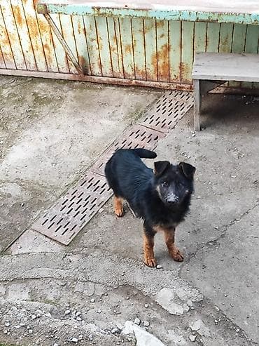 ретривер бишкек: Немецкая овчарка, 4 месяца, Самка, С прививкой — 1