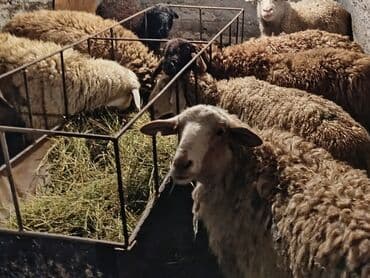 шкуры кролика: Продаю | Овца (самка) | Полукровка | Для разведения — 2