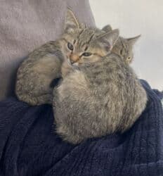 Иттер: Мышык бекер берилет: Породасыз, 3 айлык, Эркек, Лотокко барууга үйрөтүлгөн — 3