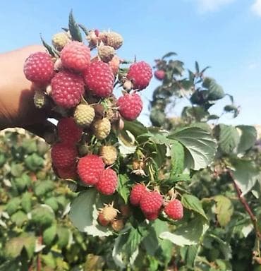 Жер-жемиштер: Малина Дүңүнөн — 1