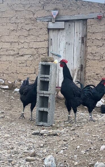 үй жаныбарлар: Сатам | Тооктор | Көбөйтүү үчүн — 5