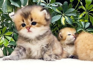 кошачий домик: 1 месяц, Девочка, Золотая шиншилла, Приучена к лотку, Проглистована — 2