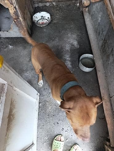 купить фокстерьера: Собака среднего размера, короткошёрстная, рыжего (палевого) окраса — 1