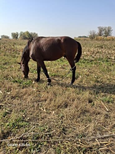 отдам котенка в добрые руки: Сатам | Бээ (ургаачы) | Көбөйтүү үчүн | Асыл тукумдуу — 4