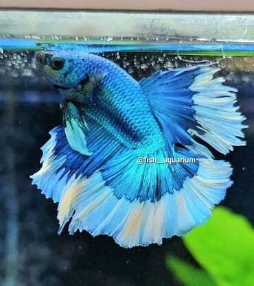 Балыктар: Уточняйте наличие. Шикарные самцы петушки! Цены разные. Рыбка — 8